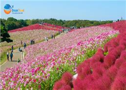 [HCM] Tour Nhật Bản Mùa Thu 2025: Tokyo - Phú Sĩ - Cỏ Kochia
